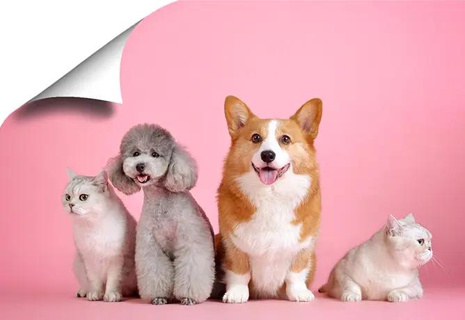 Samolepky s vlastní fotografií